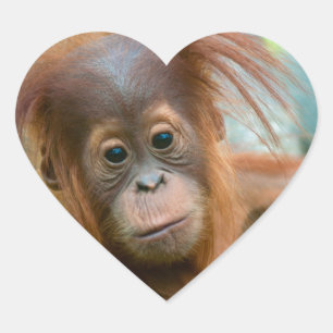 Cute Baby Orangutan tittar rakare framåt Hjärtformat Klistermärke
