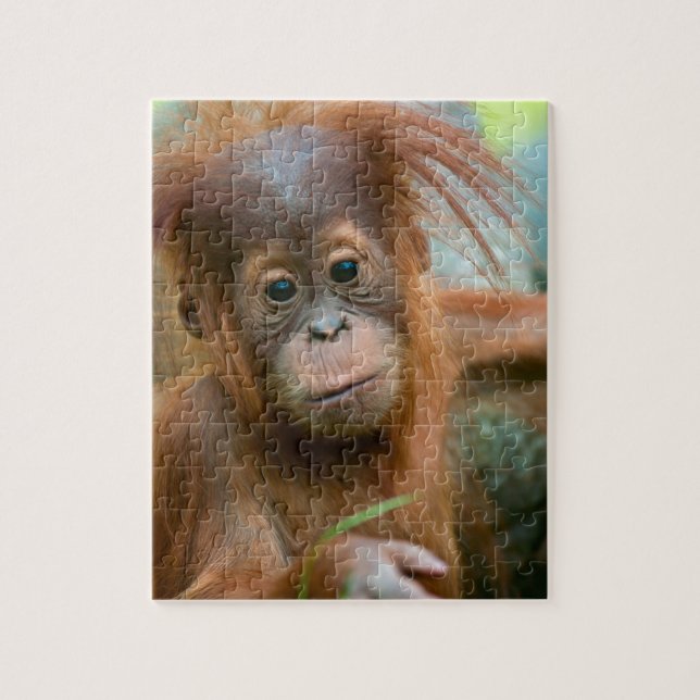 Cute Baby Orangutan tittar rakare framåt Pussel (Vertikal)