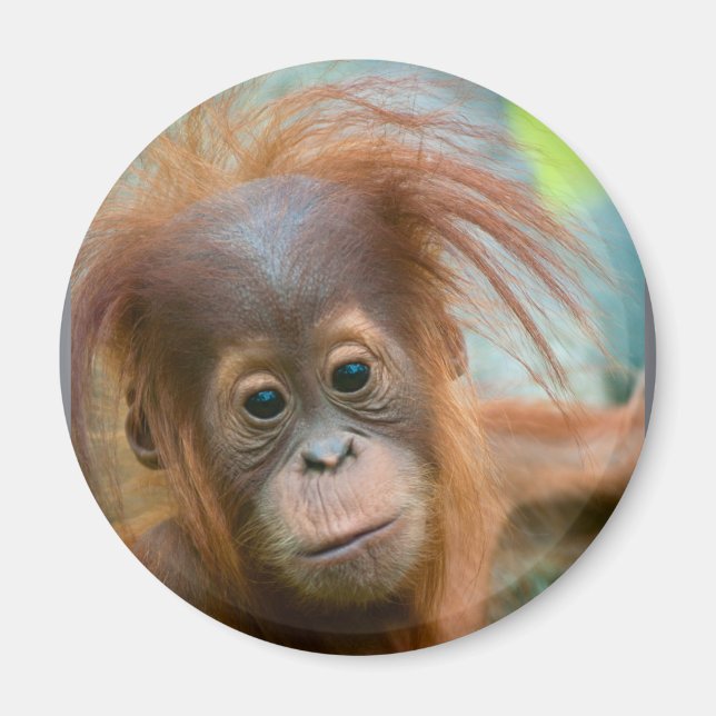 Cute Baby Orangutan tittar rakt framåt Magnet (Framsidan)
