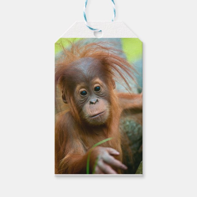 Cute Baby Orangutan tittar rakt framåt Presentetikett (Framsidan)
