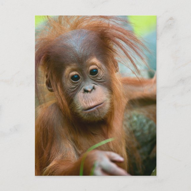 Cute Baby Orangutan tittar rakt framåt Vykort (Framsida)