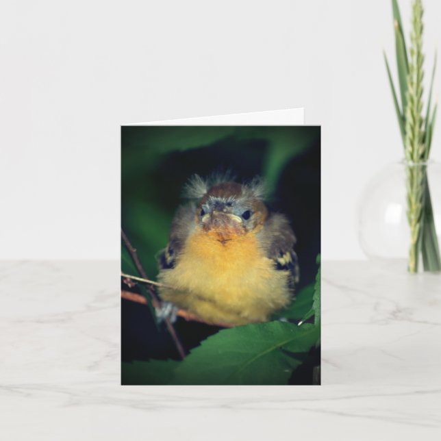 Cute Baby Oriole Bird Natal Card Tack Kort (Framsida)