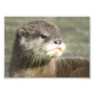 Cute Baby Otter Fototryck