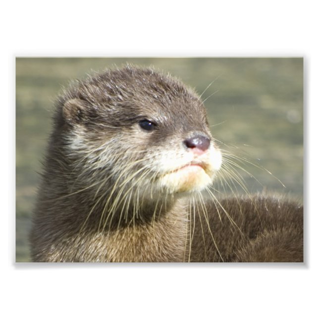 Cute Baby Otter Fototryck (Framsidan)