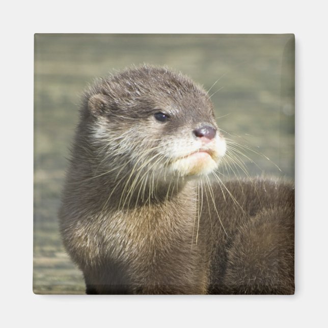 Cute Baby Otter Magnet (Framsidan)
