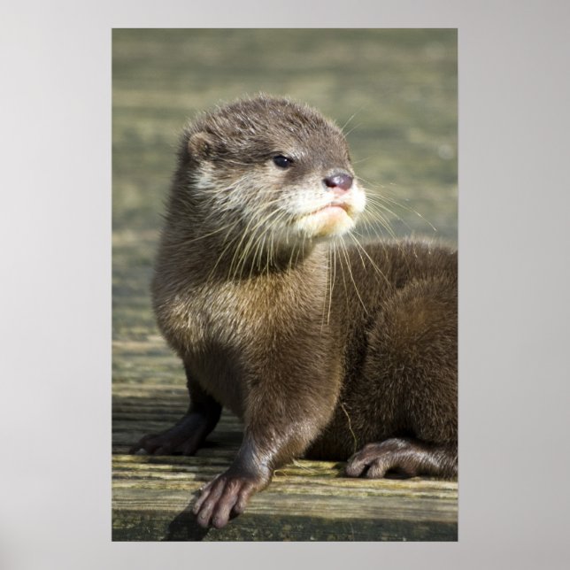 Cute Baby Otter Poster (Framsidan)