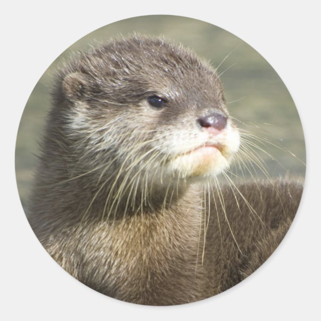 Cute Baby Otter Runt Klistermärke (Framsida)