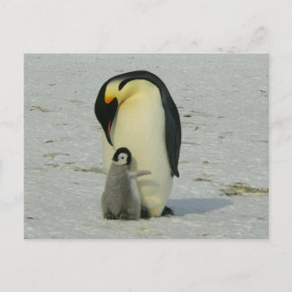 cute baby penguin with his mother vykort