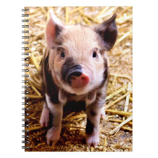 Cute Baby Pig Anteckningsbok Med Spiral (Framsidan)