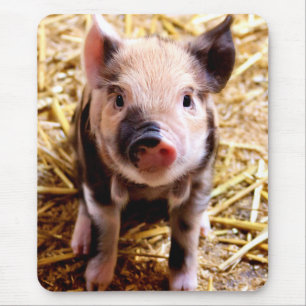Cute Baby Pig Musmatta