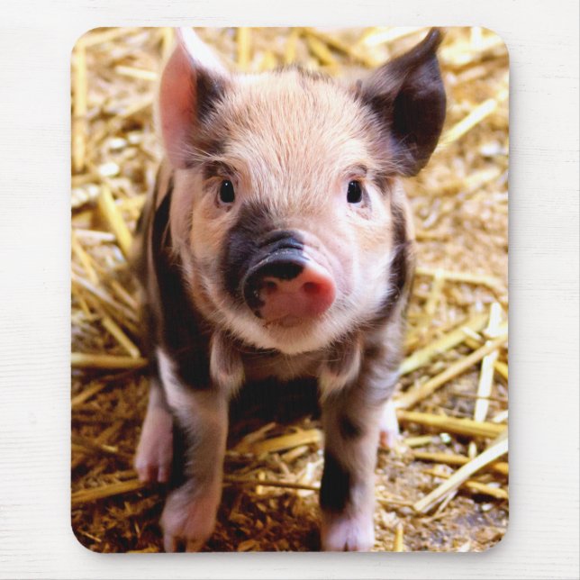 Cute Baby Pig Musmatta (Framsidan)