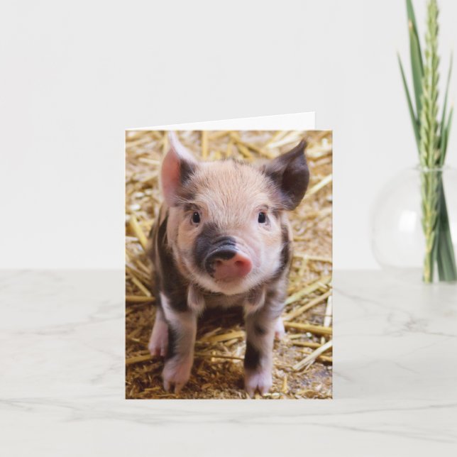 Cute Baby Piglet Boskap Barnyard Spädbarn Kort (Framsida)