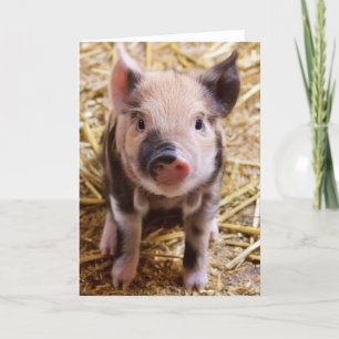 Cute Baby Piglet Boskap Barnyard Spädbarn Kort