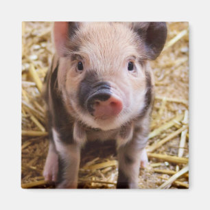 Cute Baby Piglet Boskap Barnyard Spädbarn Magnet