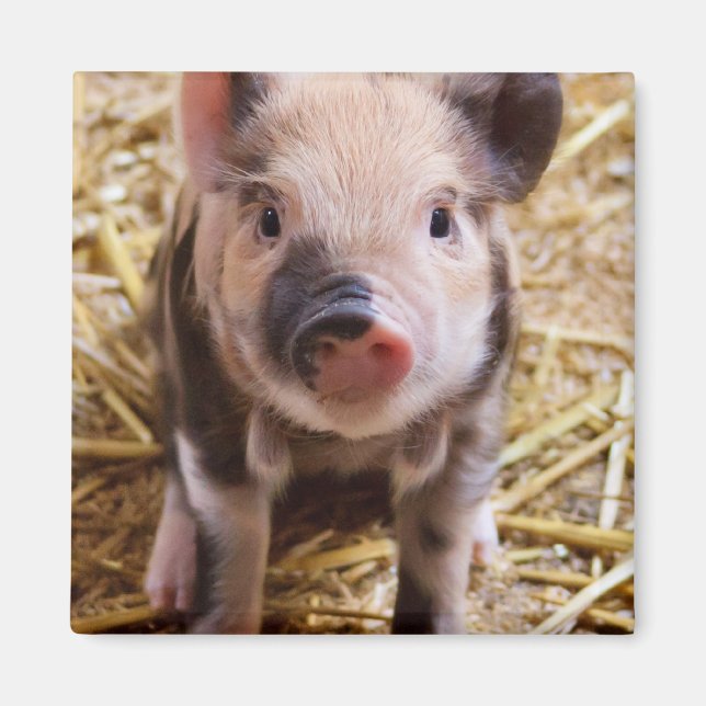 Cute Baby Piglet Boskap Barnyard Spädbarn Magnet (Framsidan)