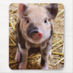 Cute Baby Piglet Boskap Barnyard Spädbarn Musmatta