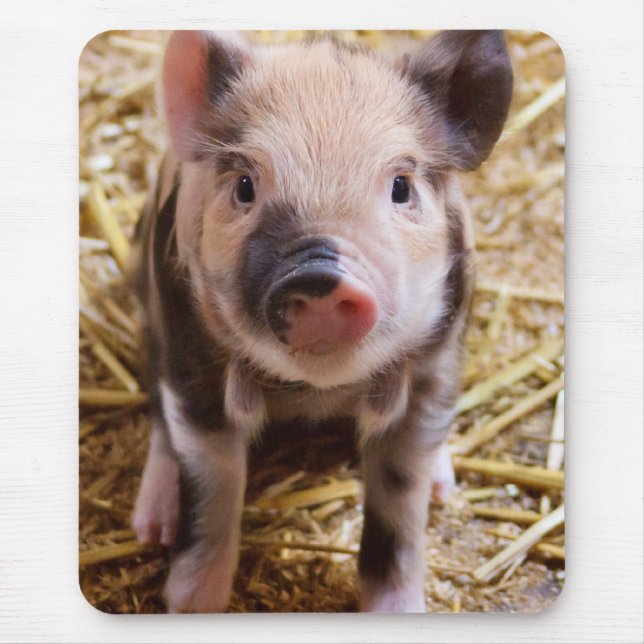 Cute Baby Piglet Boskap Barnyard Spädbarn Musmatta (Framsidan)