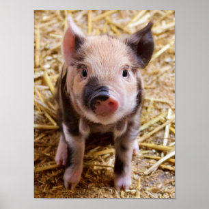 Cute Baby Piglet Boskap Barnyard Spädbarn Poster