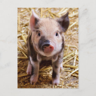 Cute Baby Piglet Boskap Barnyard Spädbarn Vykort