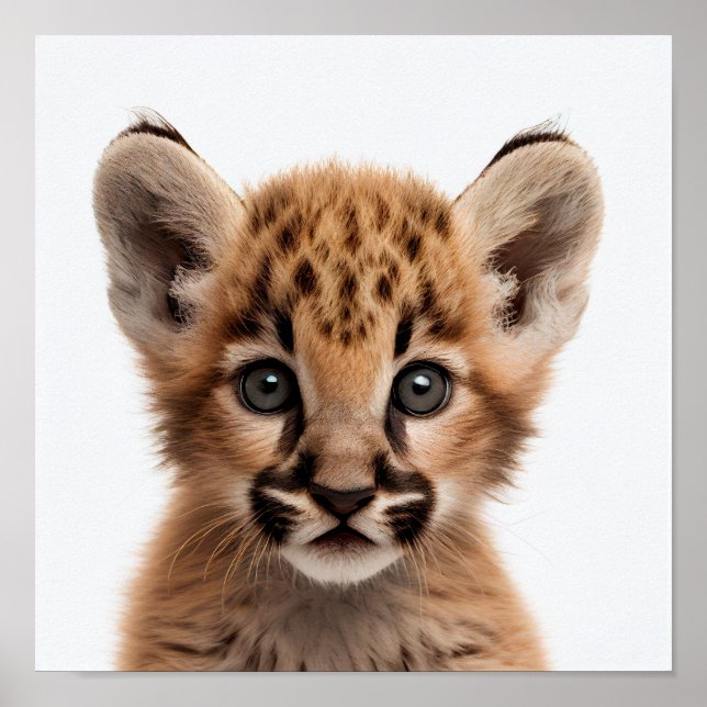 Cute Baby Puma Porträtt | Fyrkant 1:1 Poster (Framsidan)
