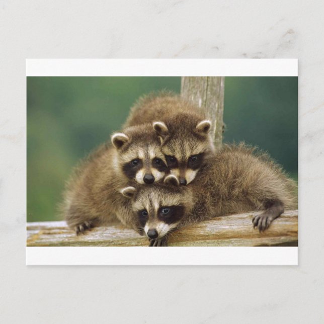 Cute Baby Raccoon Vykort (Framsida)