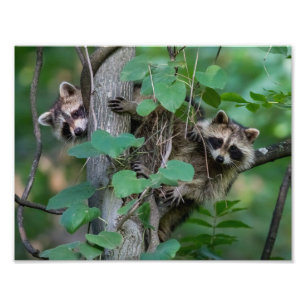 Cute Baby Raccoons Fototryck