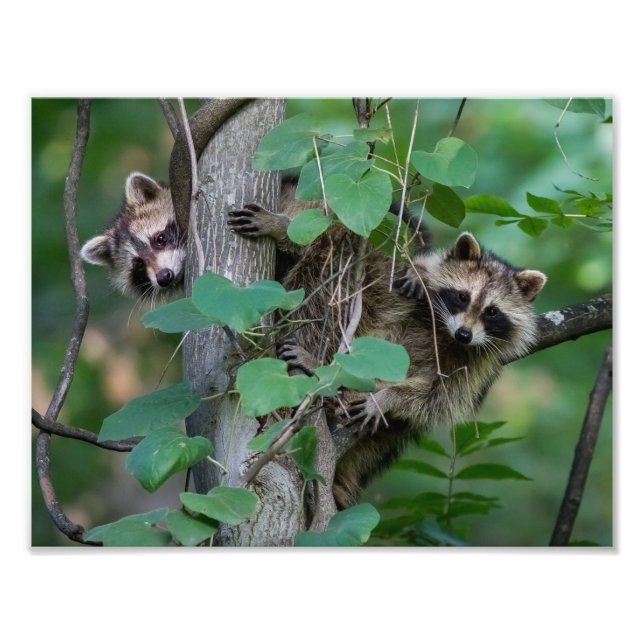 Cute Baby Raccoons Fototryck (Framsidan)