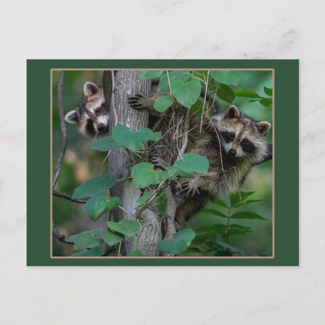 Cute Baby Raccoons /Gräns Vykort (Framsida)