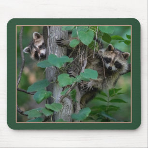 Cute Baby Raccoons Musmatta