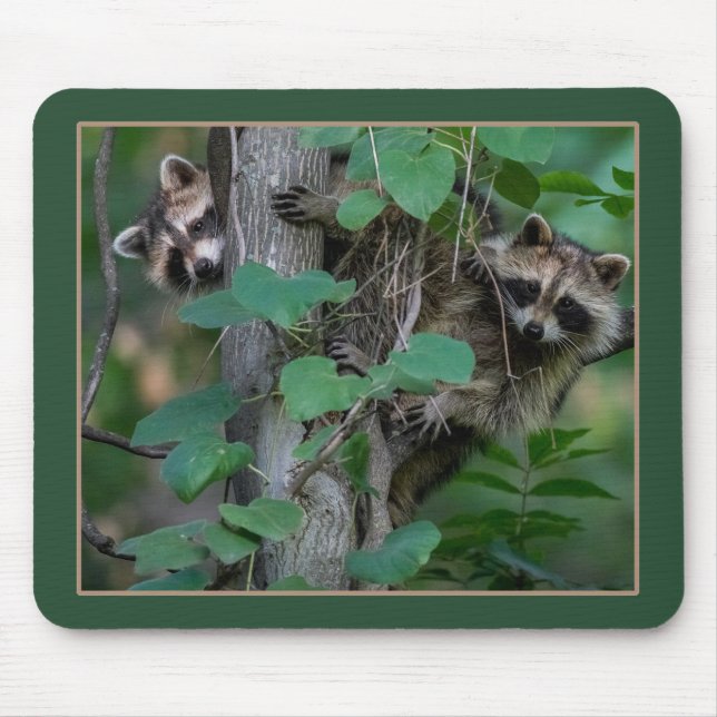 Cute Baby Raccoons Musmatta (Framsidan)