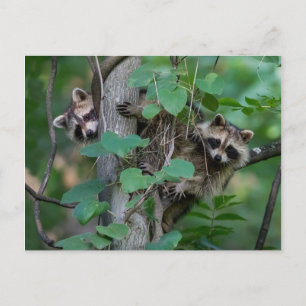 Cute Baby Raccoons Vykort