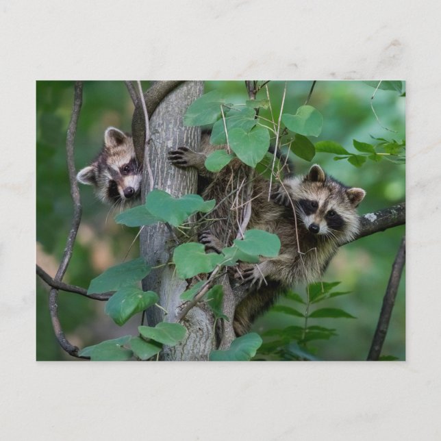 Cute Baby Raccoons Vykort (Framsida)