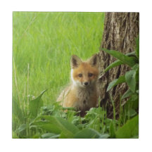 Cute baby räv i vårfotot
