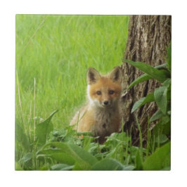 Cute baby räv i vårfotot kakelplatta