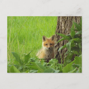 Cute baby räv i vårfotot vykort