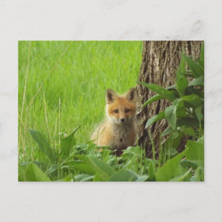 Cute baby räv i vårfotot vykort