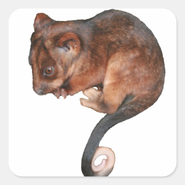 Cute Baby Ringtail Possum Fyrkantigt Klistermärke (Framsida)