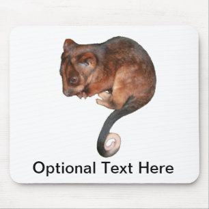Cute Baby Ringtail Possum Musmatta