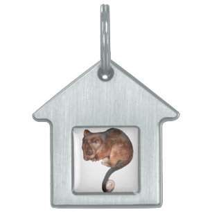 Cute Baby Ringtail Possum Namnbricka Husdjur