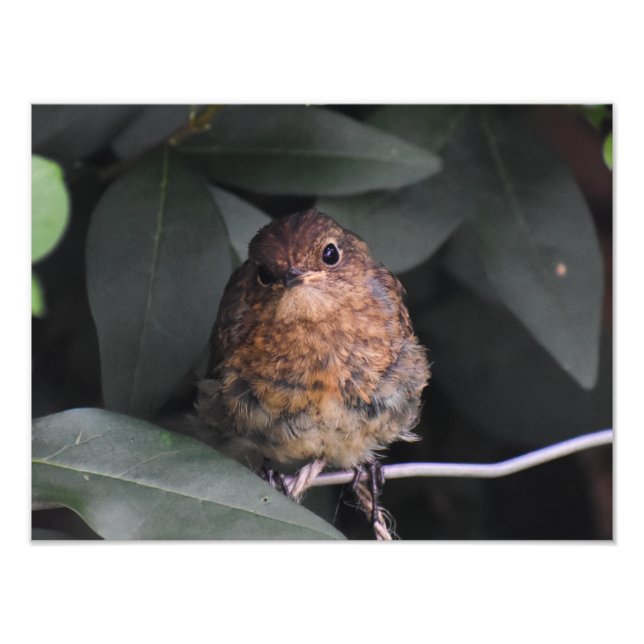 Cute Baby Robin Fototryck (Framsidan)