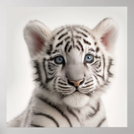 Cute Baby Siberian White Tiger Porträtt | 1:1 Poster