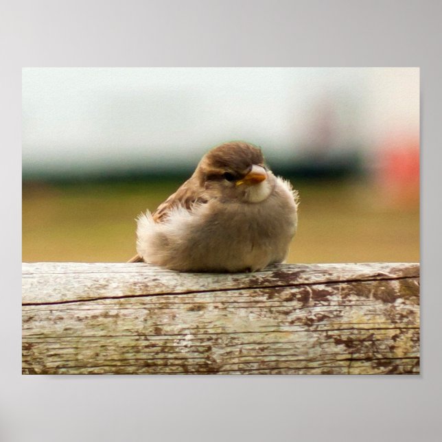 Cute Baby Sparrow Bird Photo Poster (Framsidan)