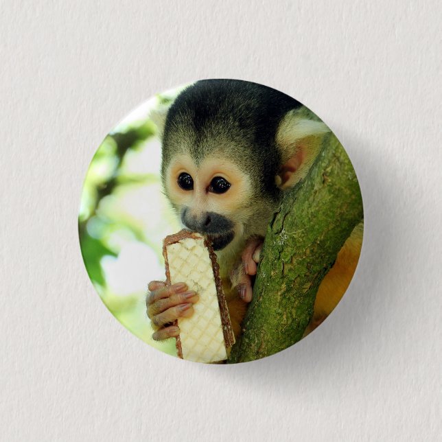 Cute Baby Squirrel Monkey Eating a Wafer Biscuit Knapp (Framsida)