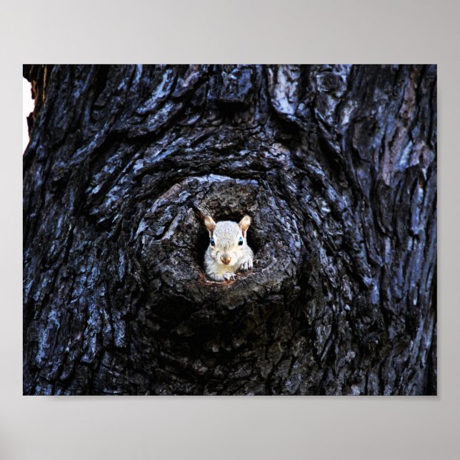 Cute Baby Squirrel Nature Wildlife Photography Poster (Framsidan)