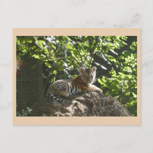 Cute Baby Tiger DIY-vykort Helg Vykort
