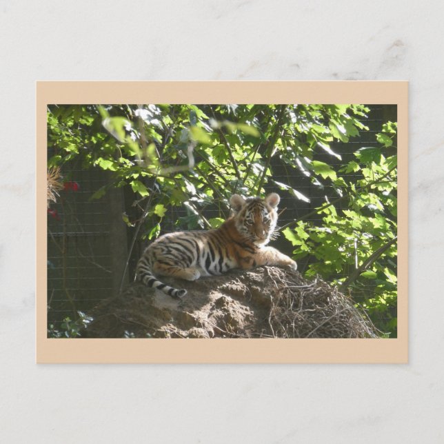 Cute Baby Tiger DIY-vykort Helg Vykort (Framsida)