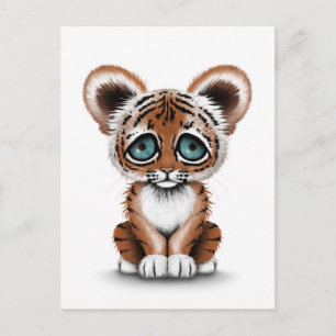 Cute Baby Tiger Unge med Blue Ögon på White Vykort