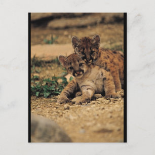 Cute Baby Tigers Vykort