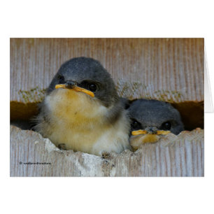 Cute Baby Träd Sväljer tonfåglar i Nestbox Hälsningskort