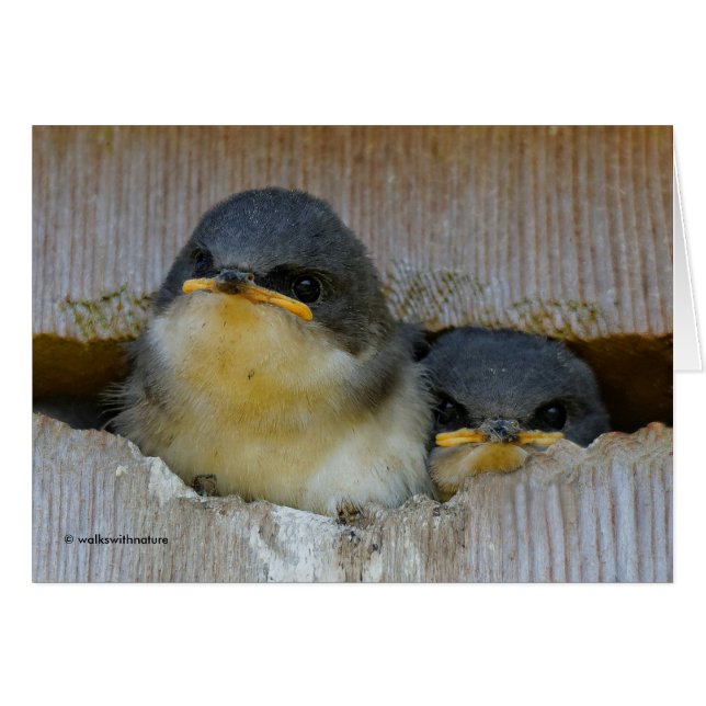 Cute Baby Träd Sväljer tonfåglar i Nestbox Hälsningskort (Framsidan Horizontal)